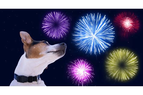 7 ways to keep your dog calm during fireworks